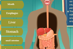 Digestive system