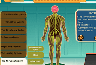 Nervous system