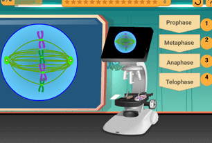 Phases of mitosis - Cell cycle