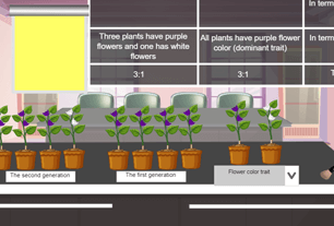 Mendel's Inheritance Experiment