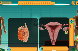 Male and female reproductive system