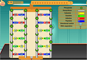 DNA replication